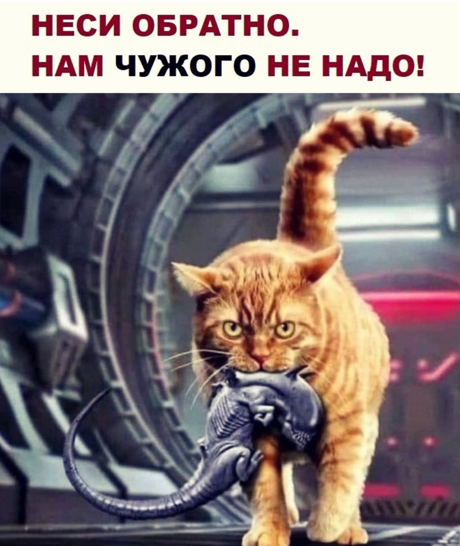 НЕСИ ОБРАТНО НАМ ЧУЖОГО НЕ НАДО
