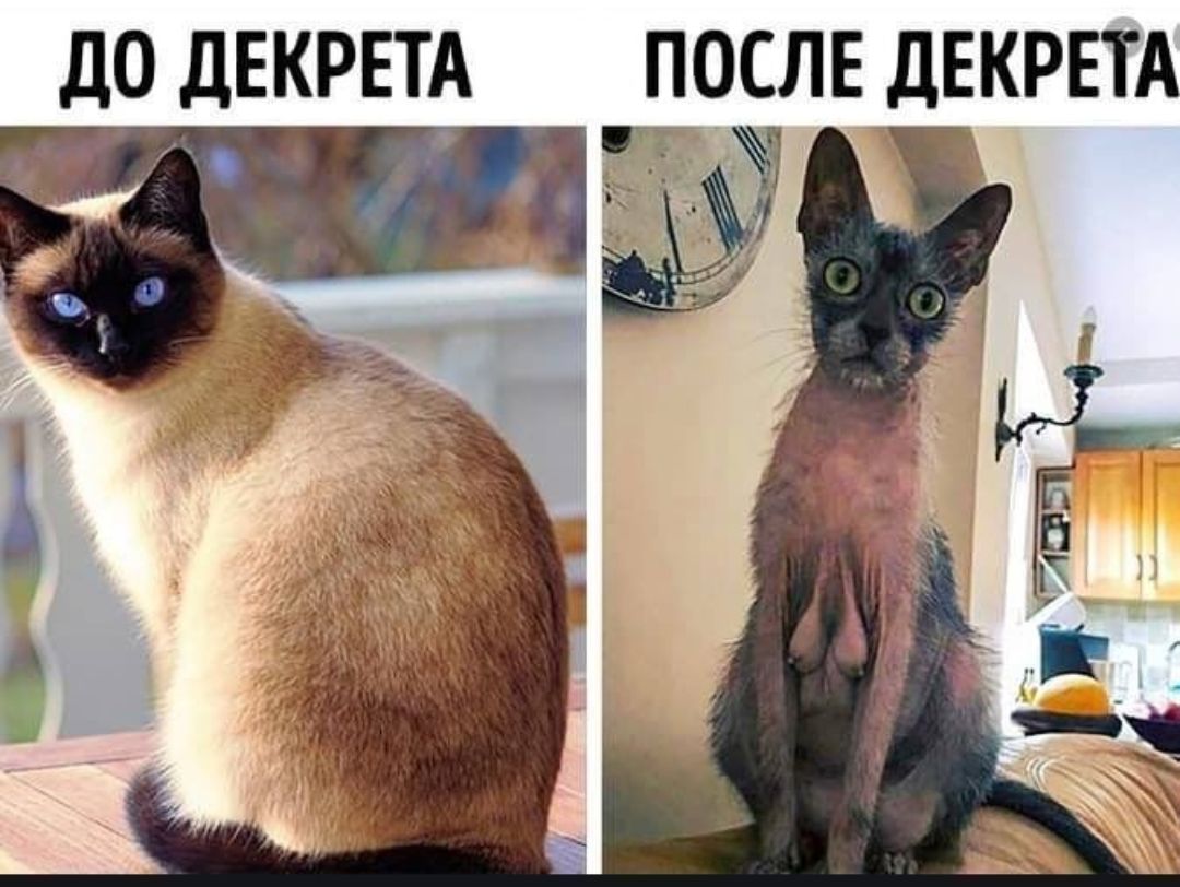 ДО ДЕКРЕТА ПОСЛЕ ДЕКРЕТА