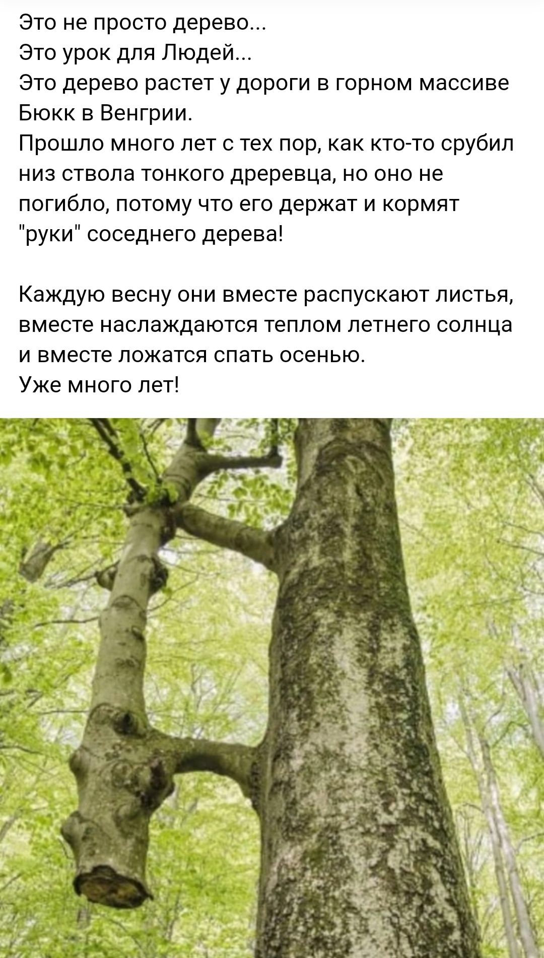 Это не просто дерево Это урок для Людей Это дерево растет у дороги в горном массиве Бюкк в Венгрии Прошло много лет с тех пор как кто то срубил низ ствола тонкого дреревца но оно не погибло потому что его держат и кормят руки соседнего дерева Каждую весну они вместе распускают листья вместе наслаждаются теплом летнего солнца и вместе ложатся спать осенью Уже много лет