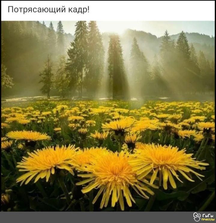 Потрясающий ка р а пп Шпунт