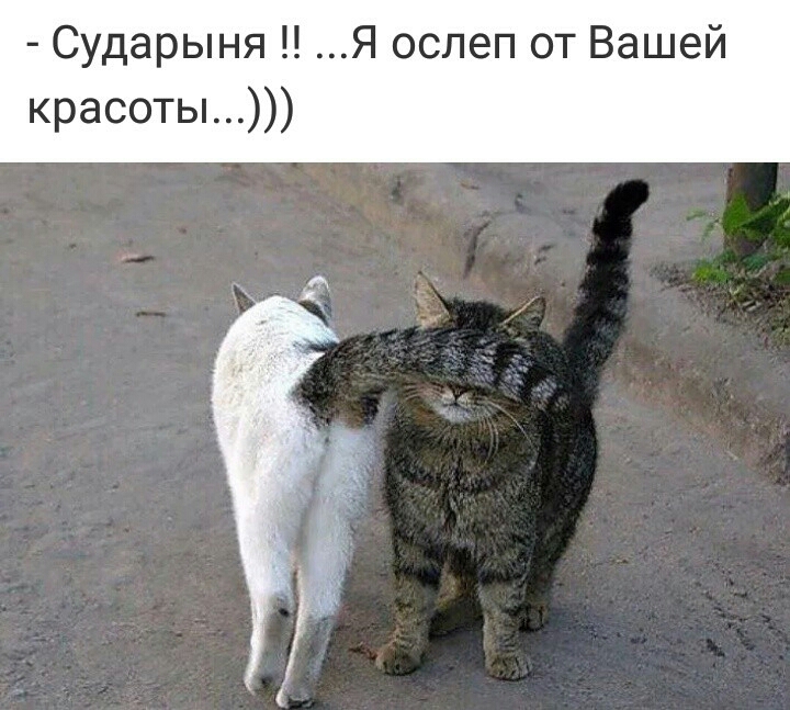 Сударыня Я ослеп от Вашей красоты