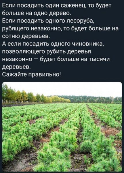Если посадить один саженец то будет больше на одно дерево Если посадить одного лесоруба рубящего незаконно то будет больше на сотню деревьев А если посадить одного чиновника позволяющего рубить деревья незаконно будет больше на тысячи деревьев Сажайте правильно