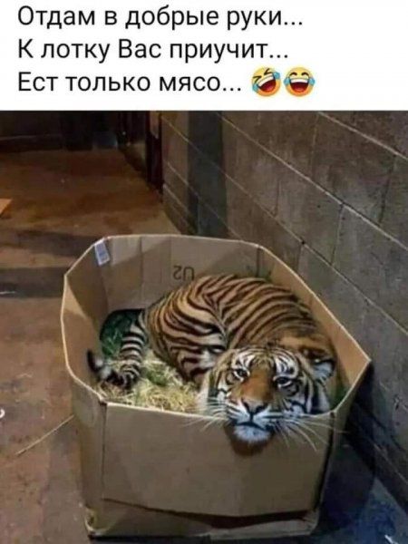 Отдам в добрые руки К лотку Вас приучит Ест только мясо СЭ