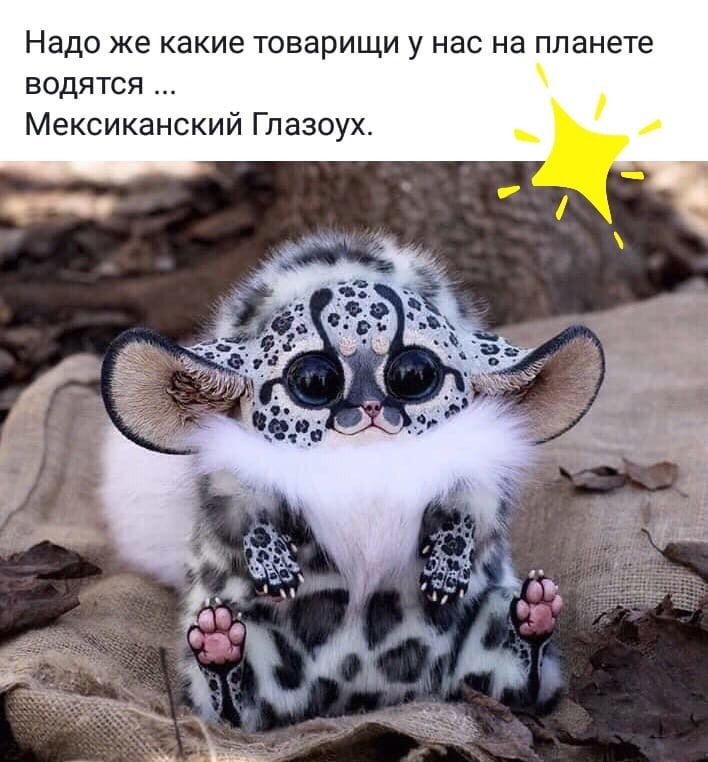 Надо же какие товарищи у нас на планете водятся Мексиканский Глазоух