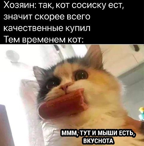 ХОЗЯИН ТЭК КОТ СОСИСКУ ЭСТ значит скорее всего качественные купил Тем воеменем кот