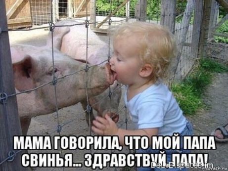 'ь мама ювврипа что мой шпд свинья здравствум палаг