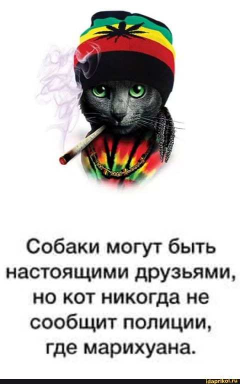 Собаки могут быть настоящими друзьями но кот никогда не сообщит полиции где марихуана
