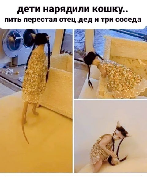 дети нарядили кошку пить перестал птецдед и три соседа