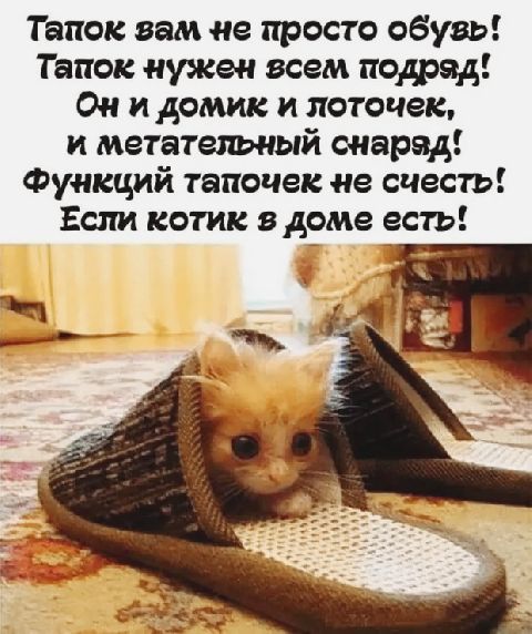 Тапок зам не просто обузь! Тапок нужен всем подряд! Он и домик и лоточек, и метательный снарад' функций тапочек не счесть! Если котик в доме есть!