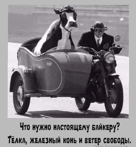Что нужно настоящему внйквру Тёлки жвнвзнын конь н ЁЕЁЁЁЁЁЁ