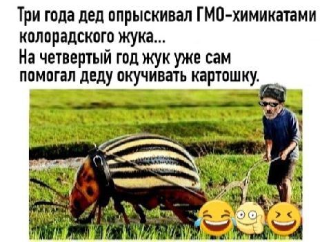 Три года дед опрыскивал гмохимикатами колорадского жука... На четвертый год жук уже сам помогал деду окучивать картошку.