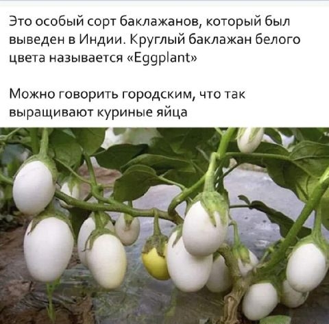 Это особый сорт баклажанов который был выведен в Индии Круглый баклажан белого цвета называется Е99ріат Можно говорить городским что так выращивают куриные яйца