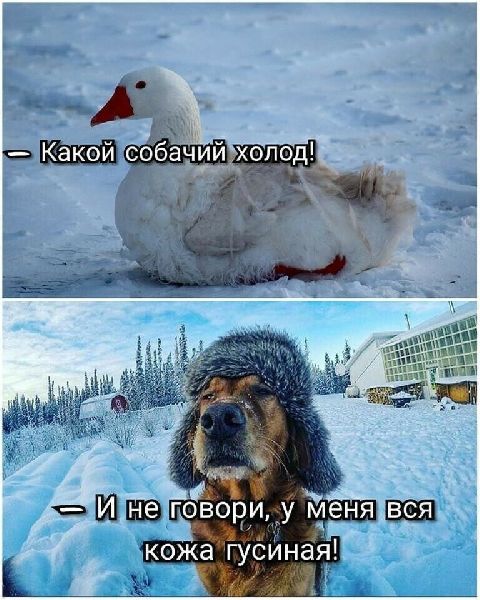 кожа гусИная
