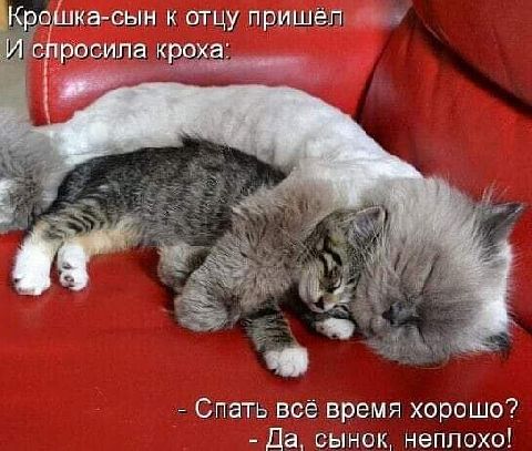 ка оын к отцу пришёп росипа кроха Спать все время хорошо Да сынок неплохо