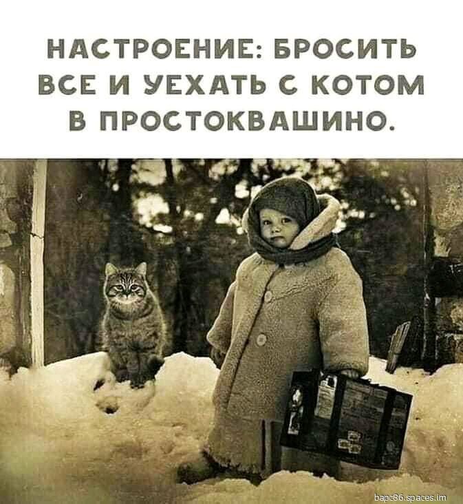 НАСТРОЕНИЕ БРОСИТЬ ВСЕ И УЕХАТЬ С КОТОМ В ПРОСТОКВАШИНО
