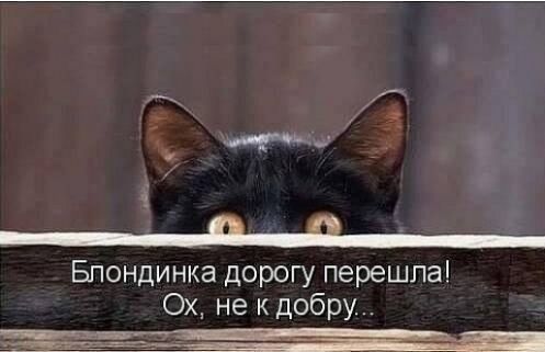Бпондинка дорогу перешла Ох не кдобру