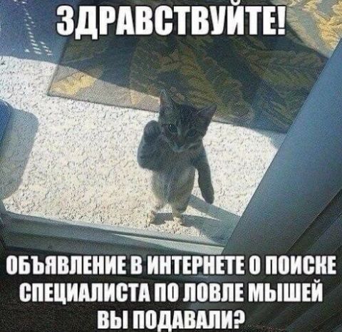 здгдветвийтн ПБЪШШЕИИЕ В ИИТЕРИЕТЕ 0 ПВИБИЕ СПЕЦИАЛИСТА по ППВПЕ МЫШЕИ вы ППМВШИ