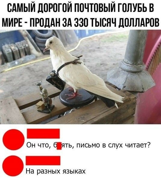 САМЫЙ ДОРОГОЙ ПОЧТОВЫЙ ГОЛУБЬ В МИРЕ ПРОДАН ЗА 330 ТЫСЯЧ ЛОЛЛАРОВ _ Он что б ять письмо в слух читает На разных языках