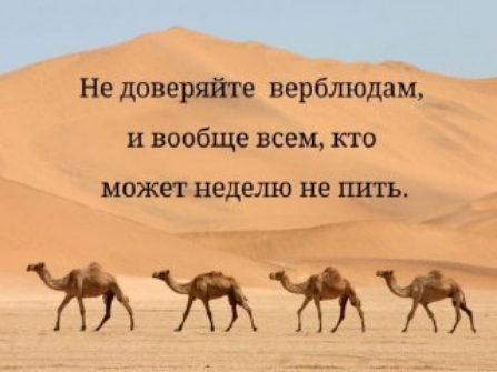 Не доверяйте верблюдам и вообще всем кто МОЖЕТ НЕДЕЛЮ не ШПъ _жттж