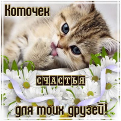 Нотпчен ти пипшшёі Ёпя тали 359596