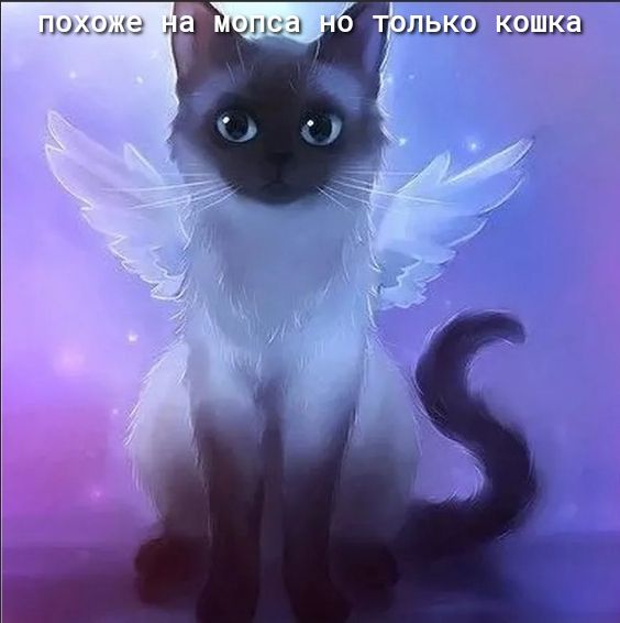 ПОАЁОЦЕЭ ОЛЬХЭ душка
