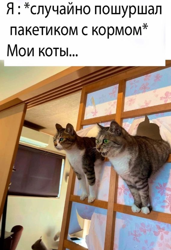 Я случайно пошуршал пакетиком с кормом Мои коты