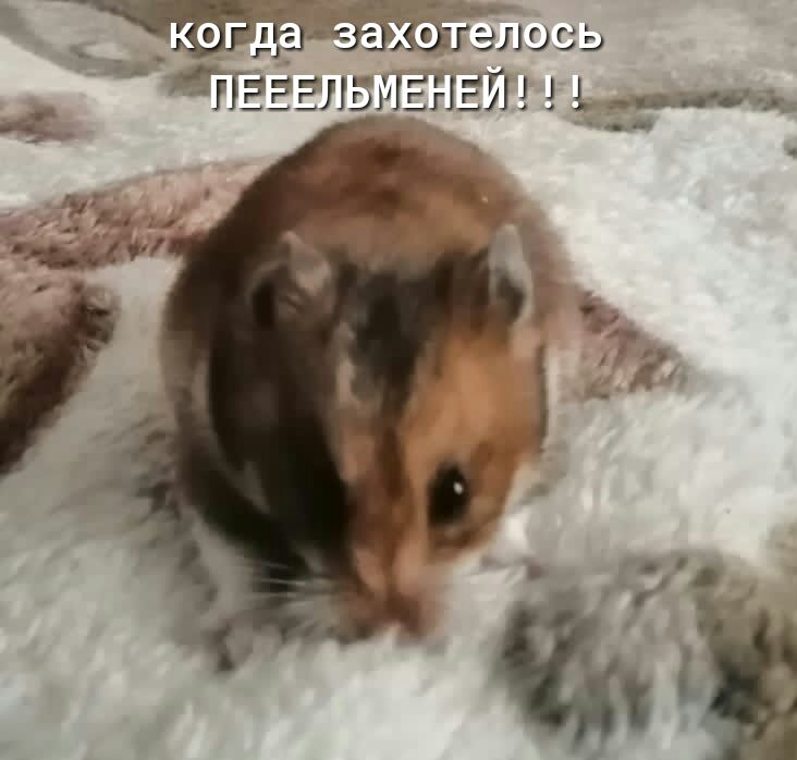 дат сжалось лама ЕА Ь