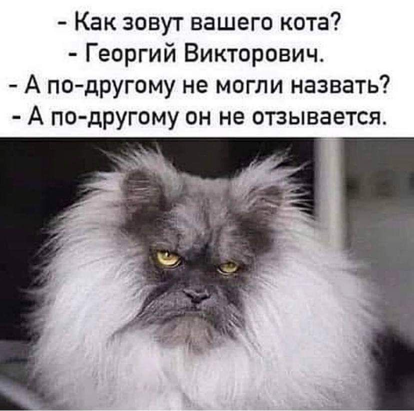 Как зовут вашего кота Георгий Викторович А по другому не могли назвать А подругому он не опывается