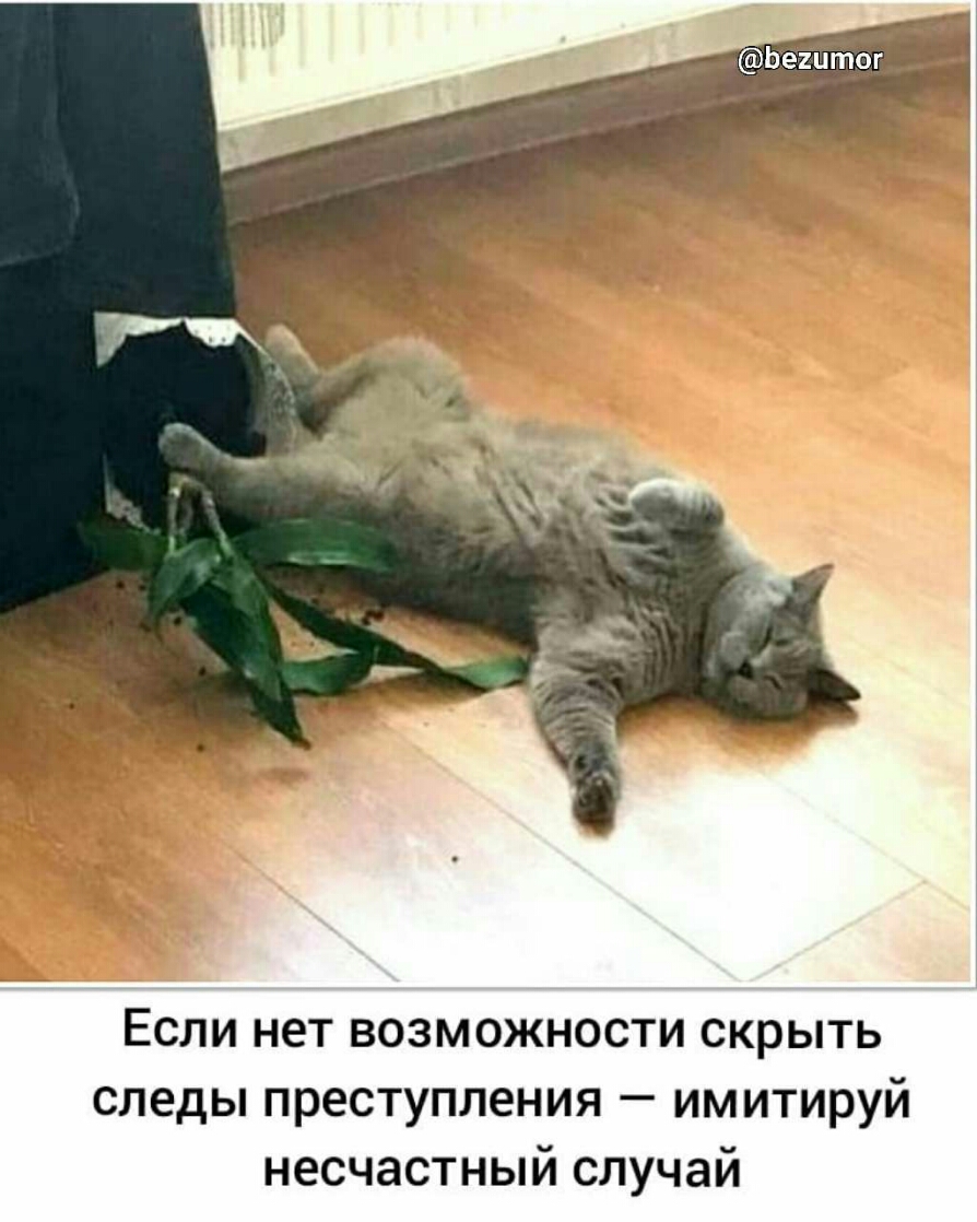 А Ьеіитог Если нет возможности скрыть следы преступления имитируй несчастный случай