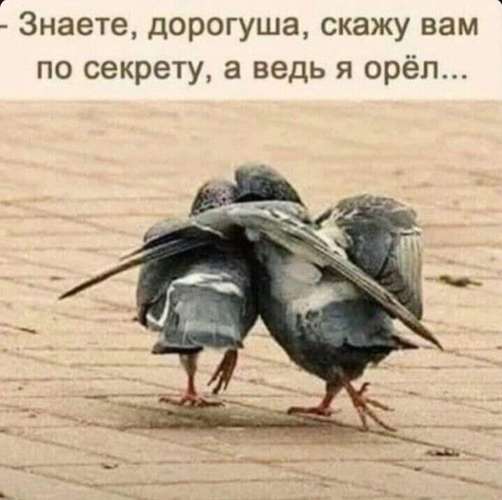 Знаете дорогуша скажу вам по секрету а ведь я орёл