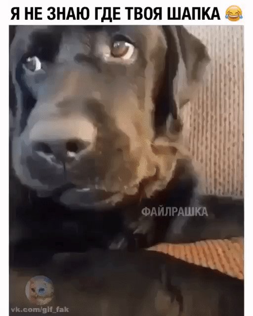 Я не знаю где твоя шапка 2