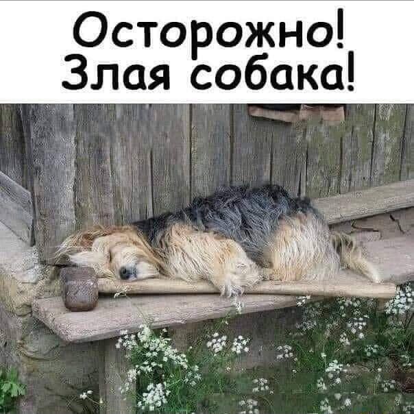 Осторожно Злая собака _