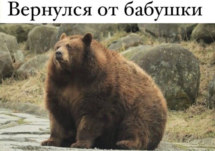 Вернулся от бабушки д О ЖЖ и