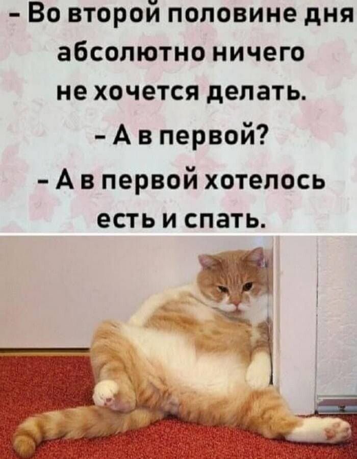 Во второй половине дня абсолютно ничего не хочется делать А в первой А в первой хотелось есть и спать