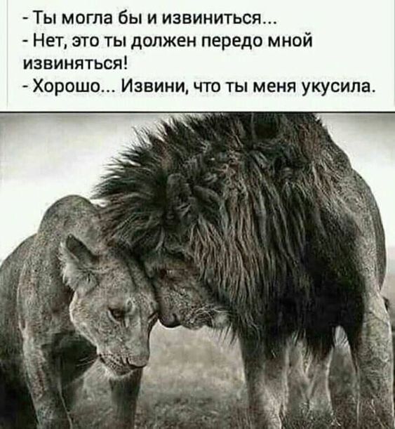 ТЫ МОГЛЗ бы И извиниться Нет это ты должен передо мной извиняться Хорошо Извини что ты меня укусила