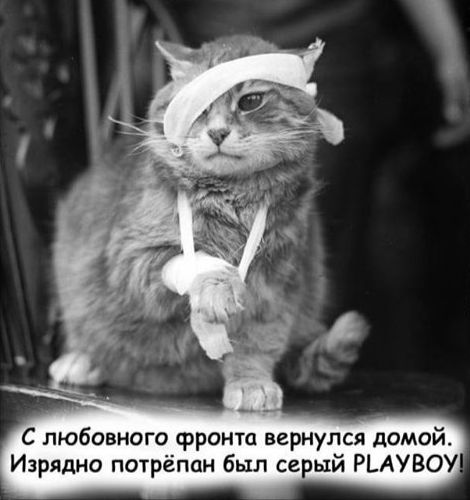 С любовного фронта вернулся домой Изрядно потрёпцн был серый РЬАУВОУ