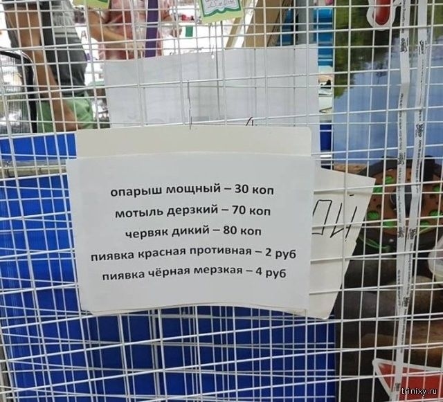 опарыш мощный 30 мотыль дерзкий 70 коп червяк дикий _ во коп пиявка хвата 2 руб пиявка чёрная метка _ руб