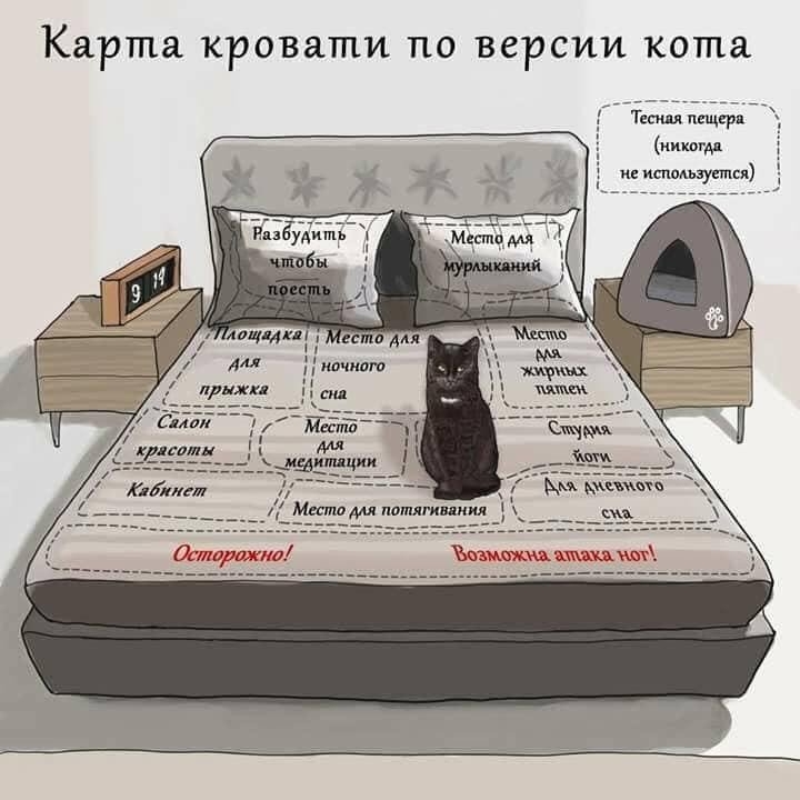 Карта кровати по версии кота