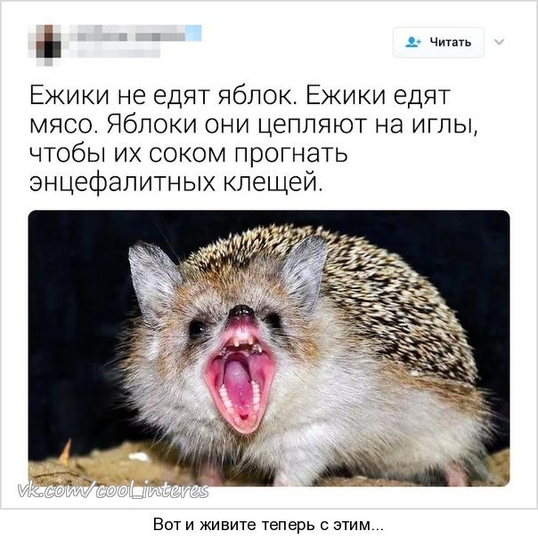 Ежики не едят яблок Ежики едят мясо Ябпоки они цепляют на иглы чтобы их соком прогнать знцефалитных клещей Вот и живите теперь с этим