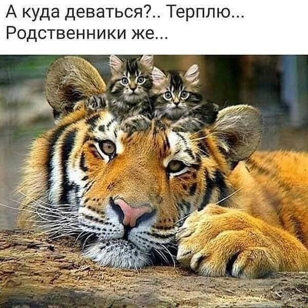 А куда деваться Терплю Родственники же