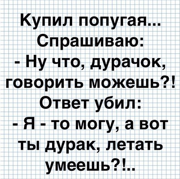 Купил попугая Спрашиваю Ну что дурачок говорить можешь Ответ убил Я то могу а вот ты дурак летать умеешь
