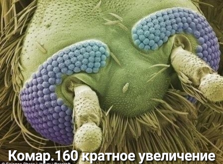 дРЗтное увеличениё а
