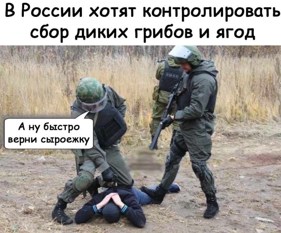 В России хотят контролировать сбор диких грибов и ягод