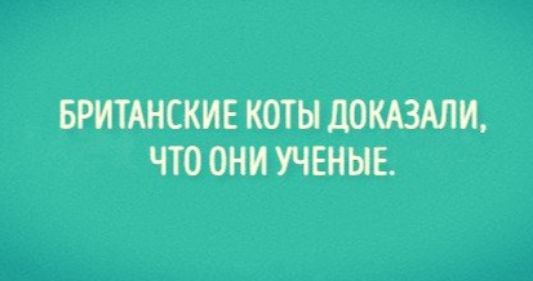 БРИТАНСКИЕ КОТЫ дОКАЗАЛИ ЧТО ОНИ УЧЕНЫЕ