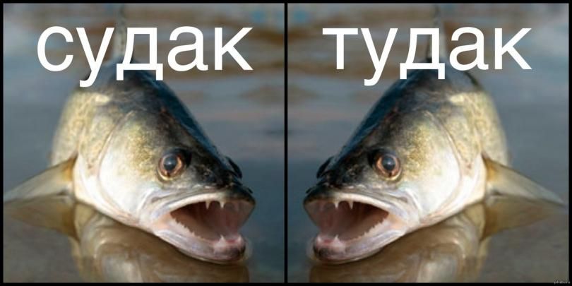 Ёудай тудаш