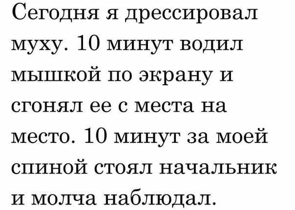 Сегодня я дрессировал муху 10 минут водил мышкой по экрану И сгонял ее с места на место 10 минут за моей спиной стоял начальник и молча наблюдал