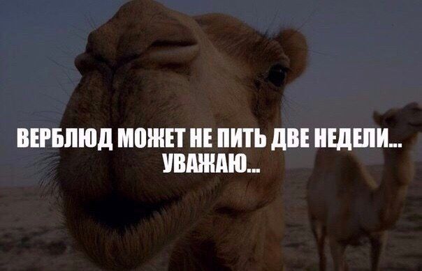 ВЕРБПЮД МВШЕТ ППП дВЕ ШШ пишит