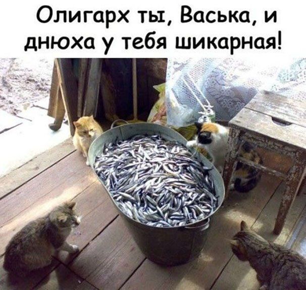 Олигарх ты Васька и днюха у тебя шикарная