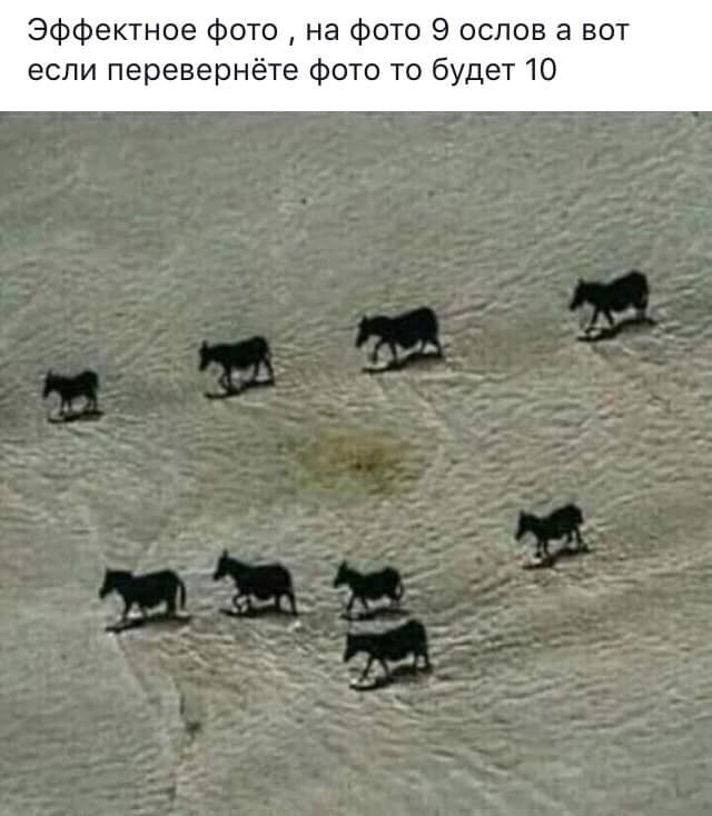 эффектное фото на фото 9 ослов а вот если перевернёте фото то будет 10
