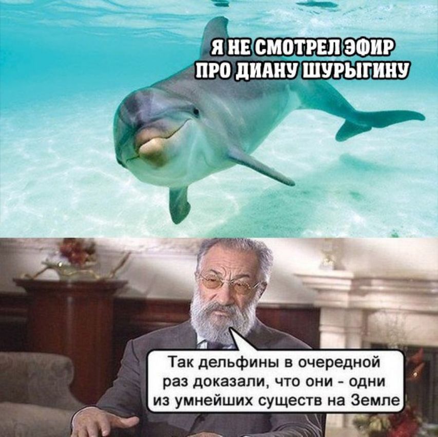 Так дельфины в очередной раз доказали что они одни из умнейших существ на Земле
